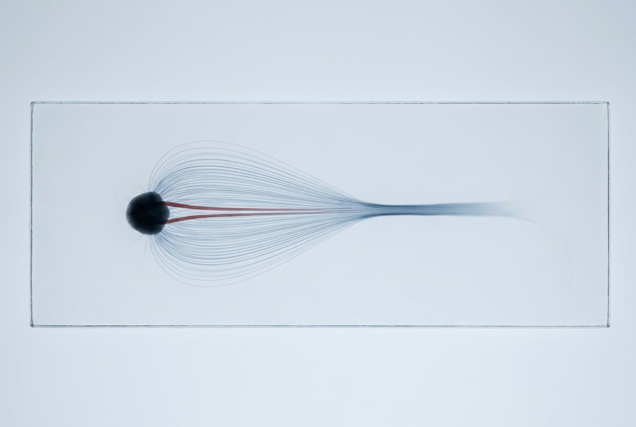 A dark mass in a specimen plate, two red threads and a fan of pale ones drawn out of it.